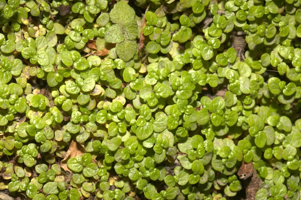 Soleirolia Soleirolii