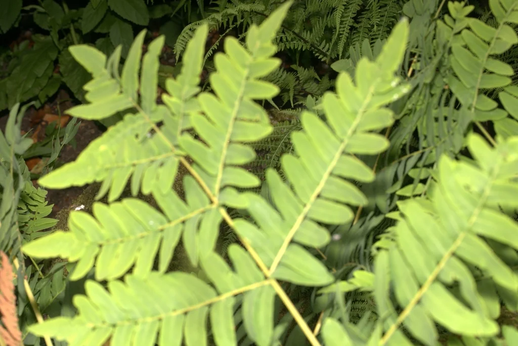 Osmunda Regalis
