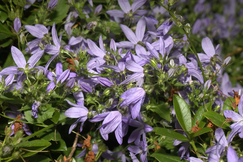 Campanula Poscharskyana