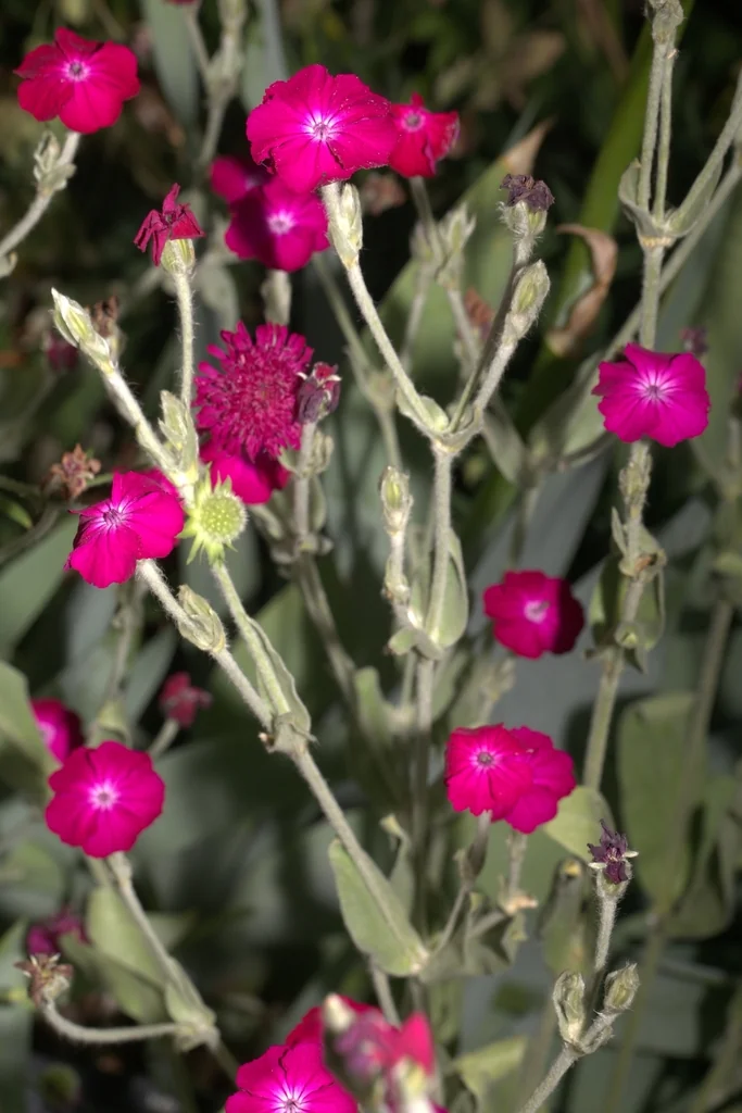 Lychnis Coronaria