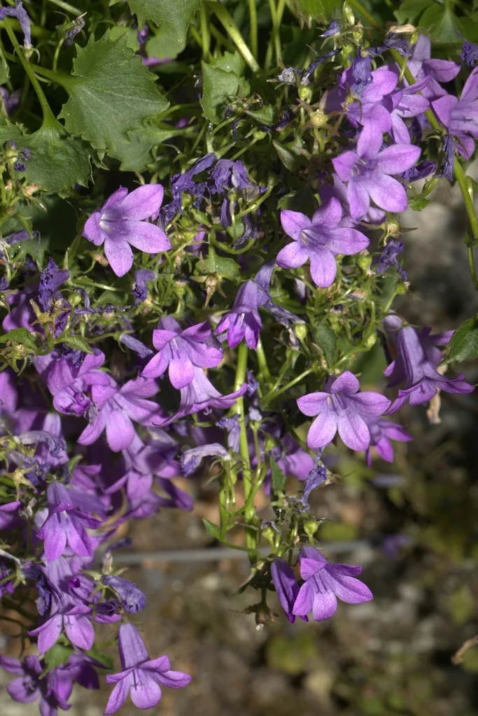 Campanula Portenschlagiana
