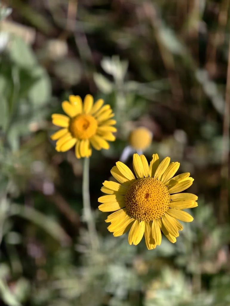 Anthemis Tinctoria