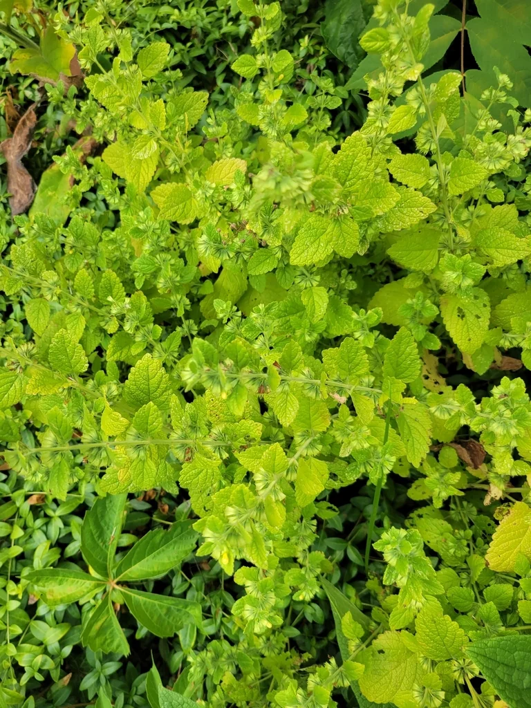 Melissa Officinalis