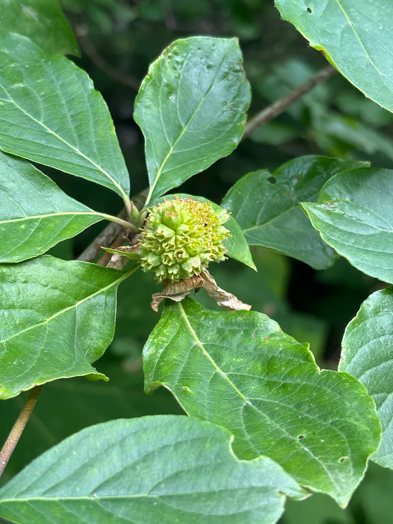 Cornus Nuttallii
