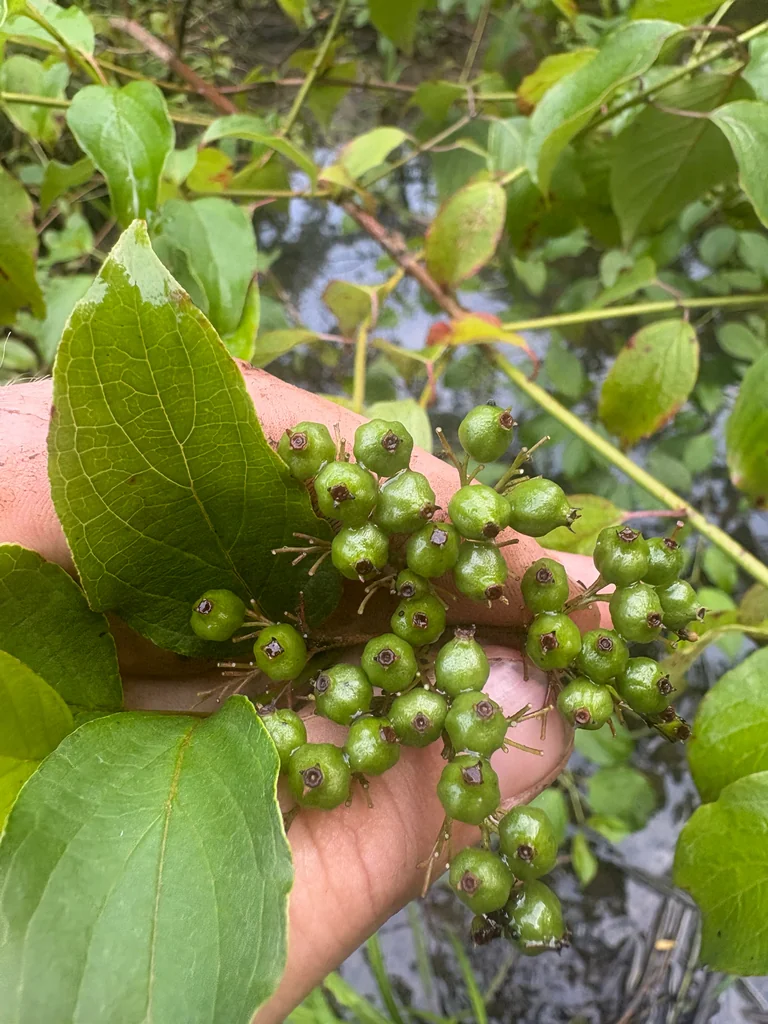Cornus Amomum