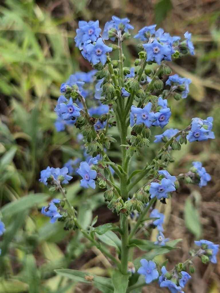 Cynoglossum Amabile