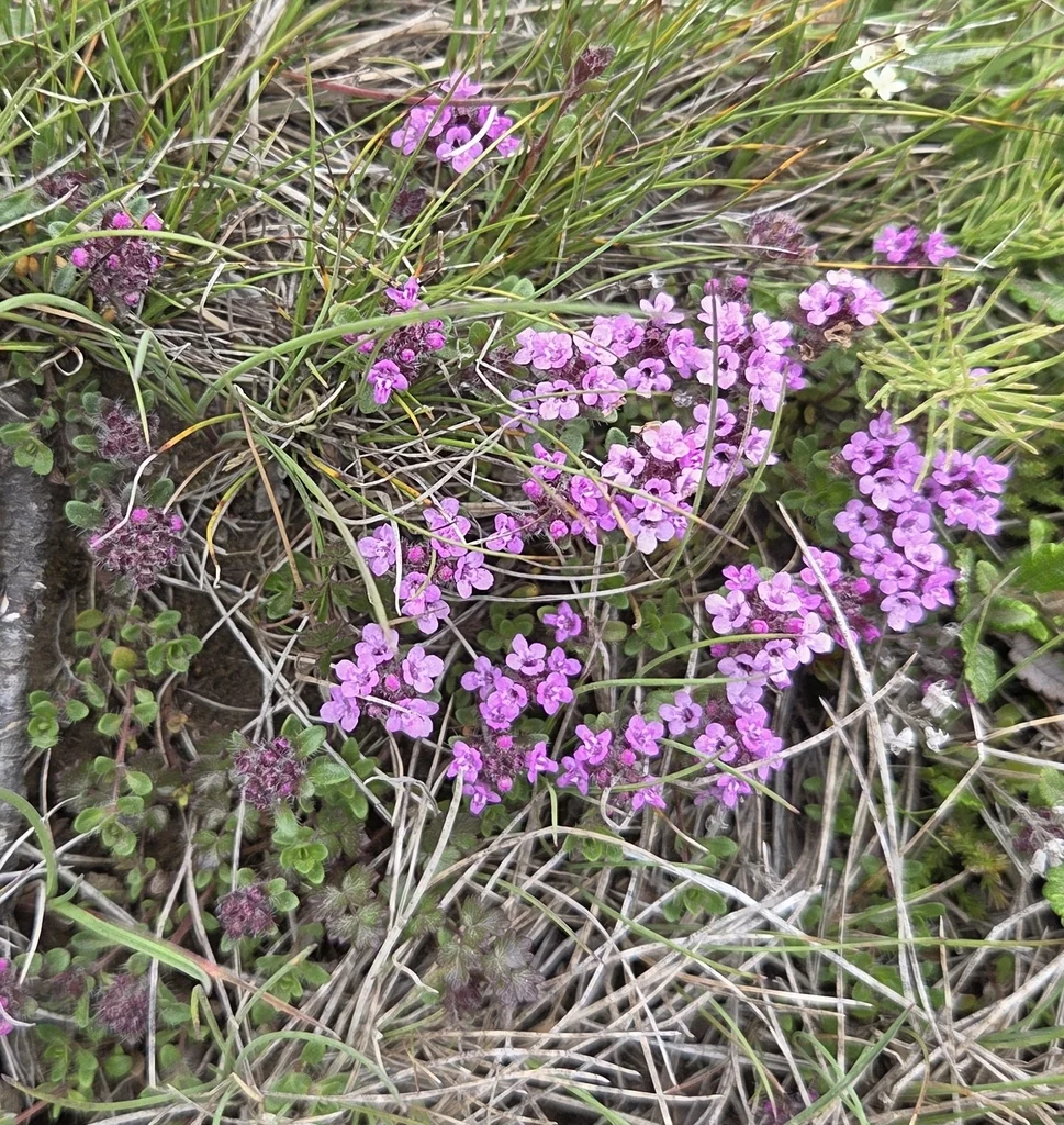 Thymus Praecox Arcticus
