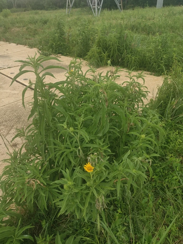 Helianthus Maximiliani