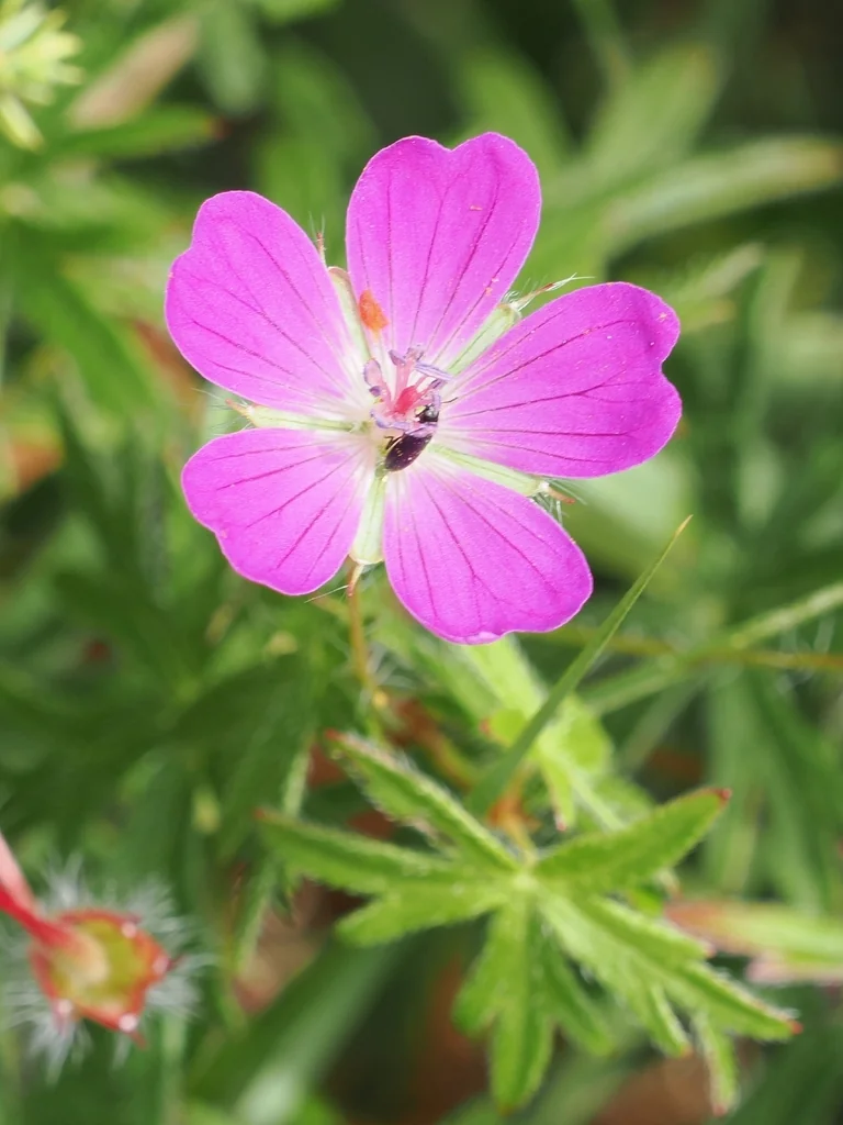 Geranium Sanguineum