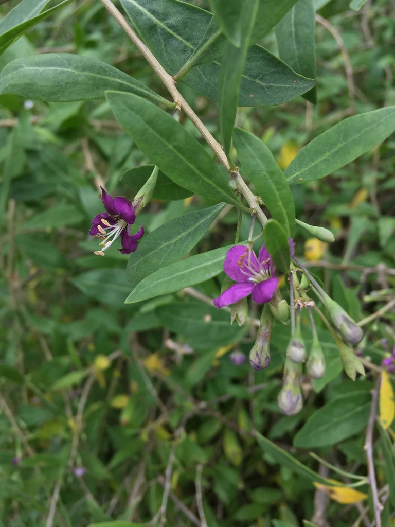 Lycium Barbarum