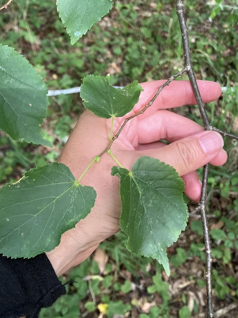 Tilia Cordata