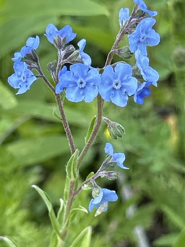 Cynoglossum Amabile