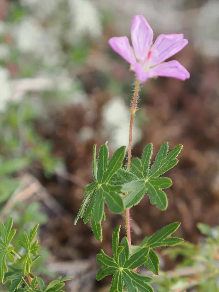 Geranium Sanguineum