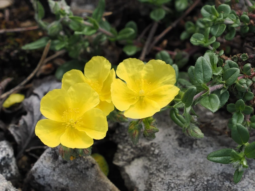 Helianthemum Nummularium