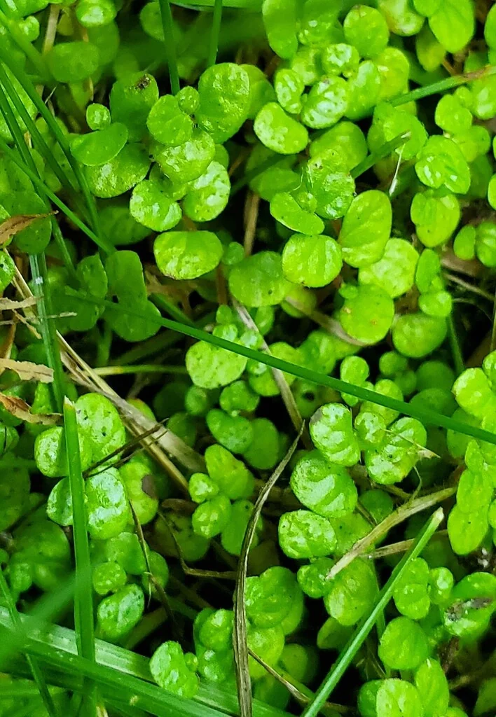Soleirolia Soleirolii