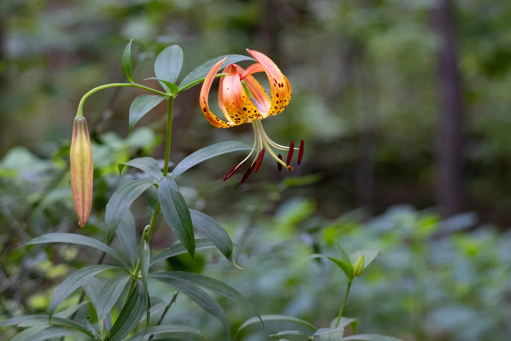 Lilium Superbum