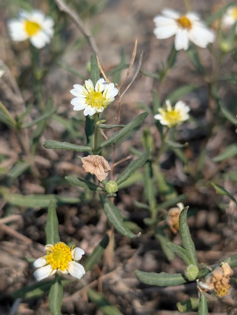 Melampodium Leucanthum