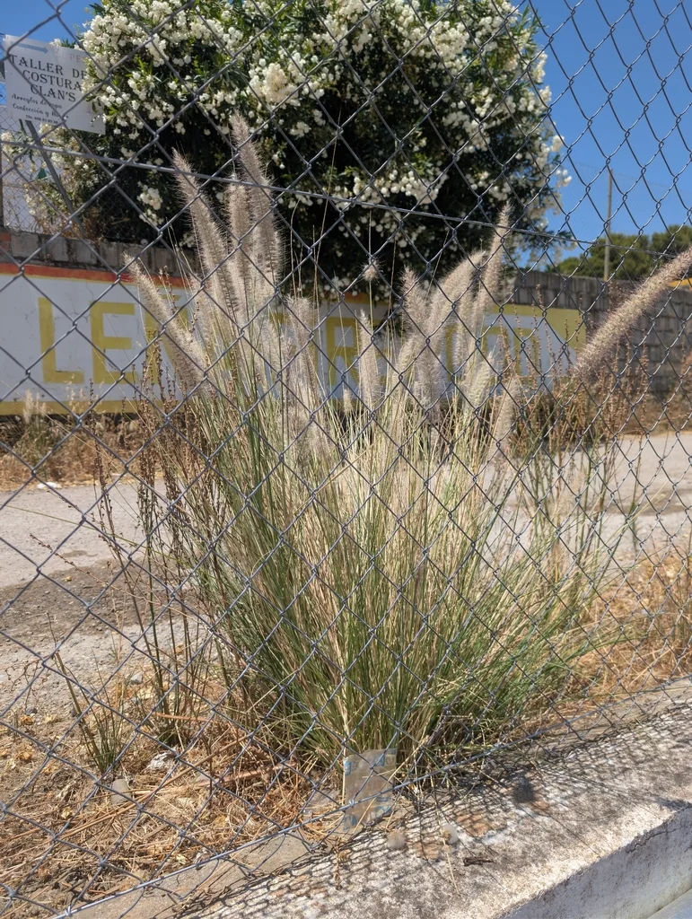 Pennisetum Setaceum