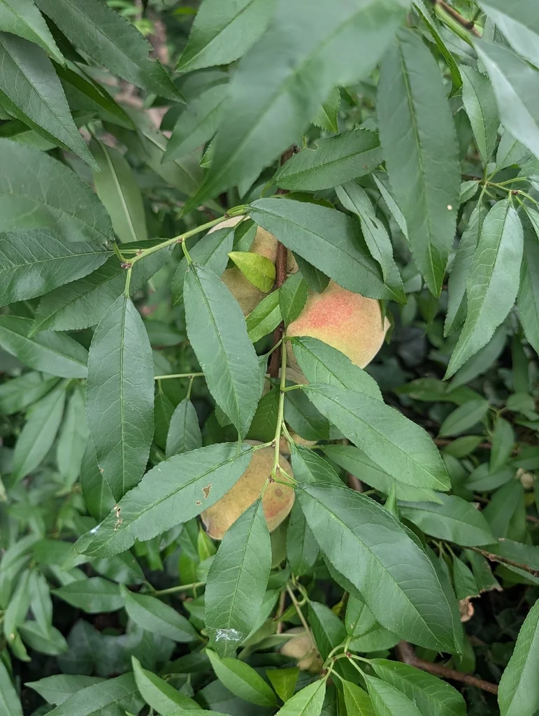 Prunus Persica