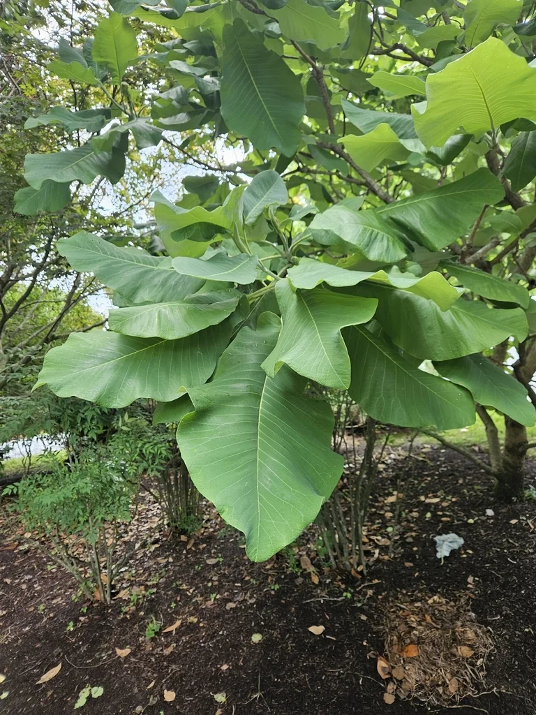 Magnolia Macrophylla