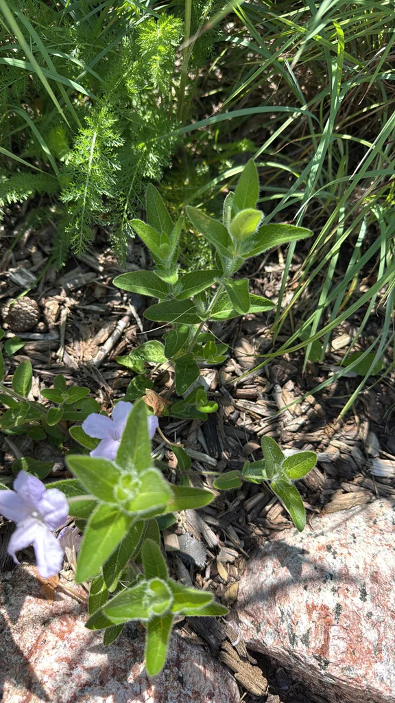 Ruellia Humilis