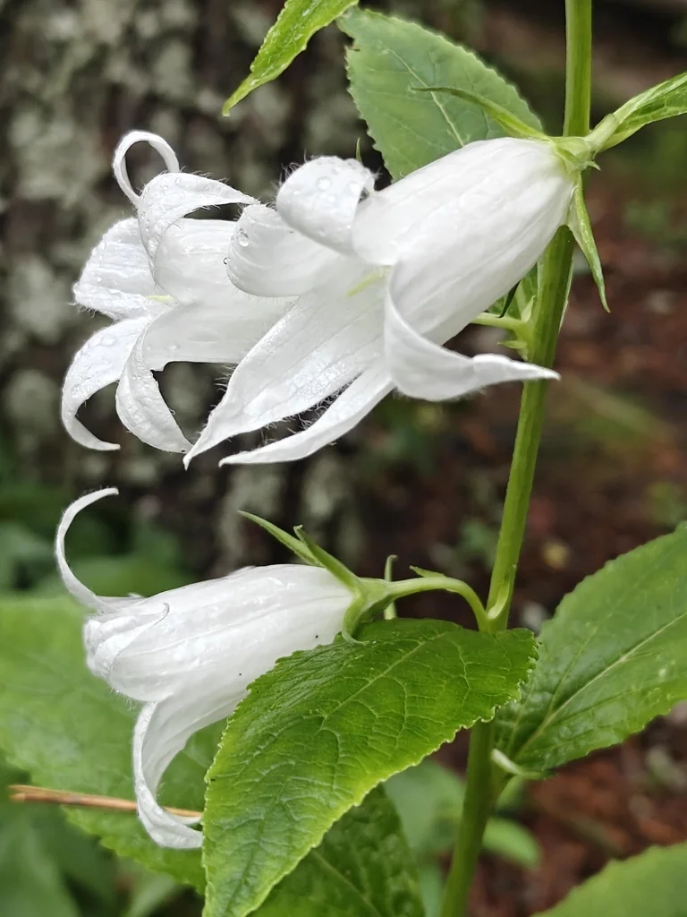 Campanula Latifolia