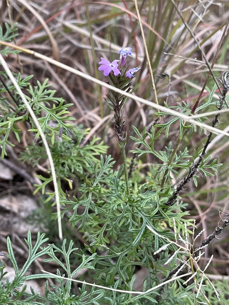 Verbena Tenuisecta