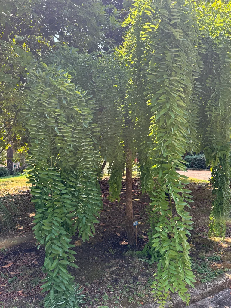 Styphnolobium Japonicum