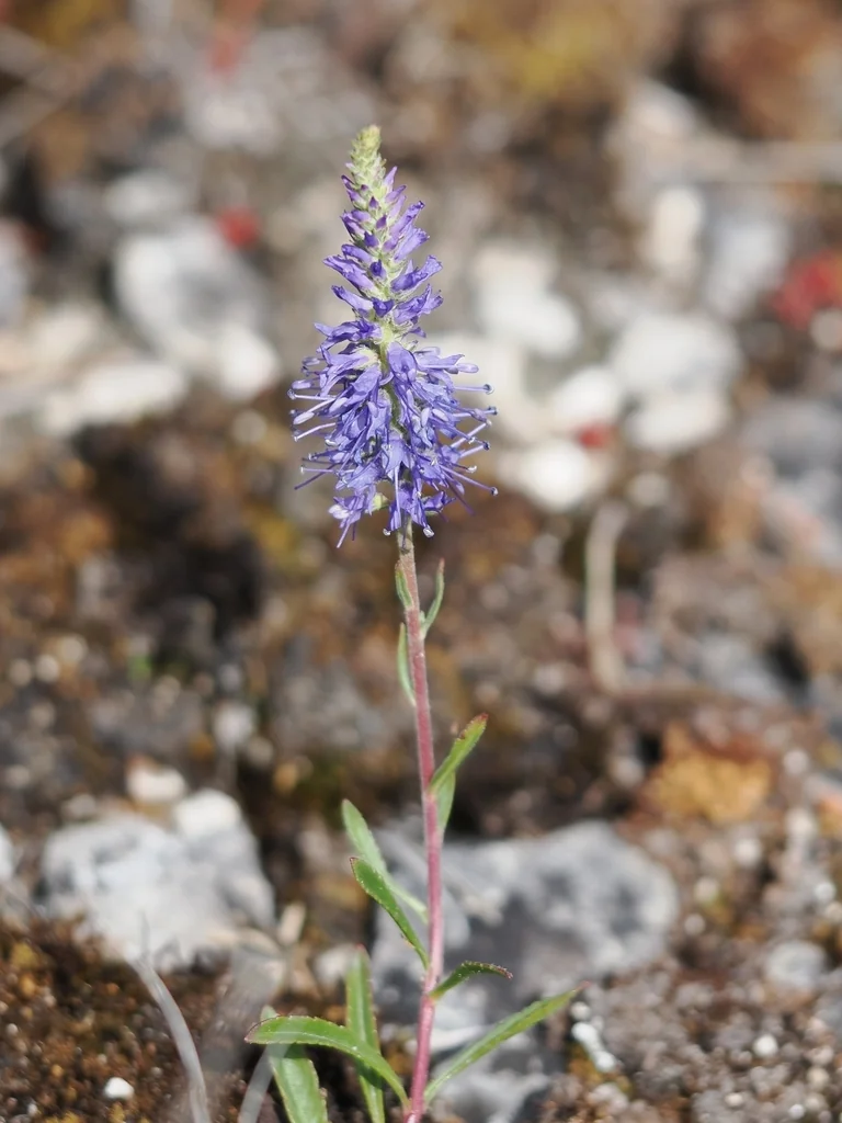 Veronica Spicata