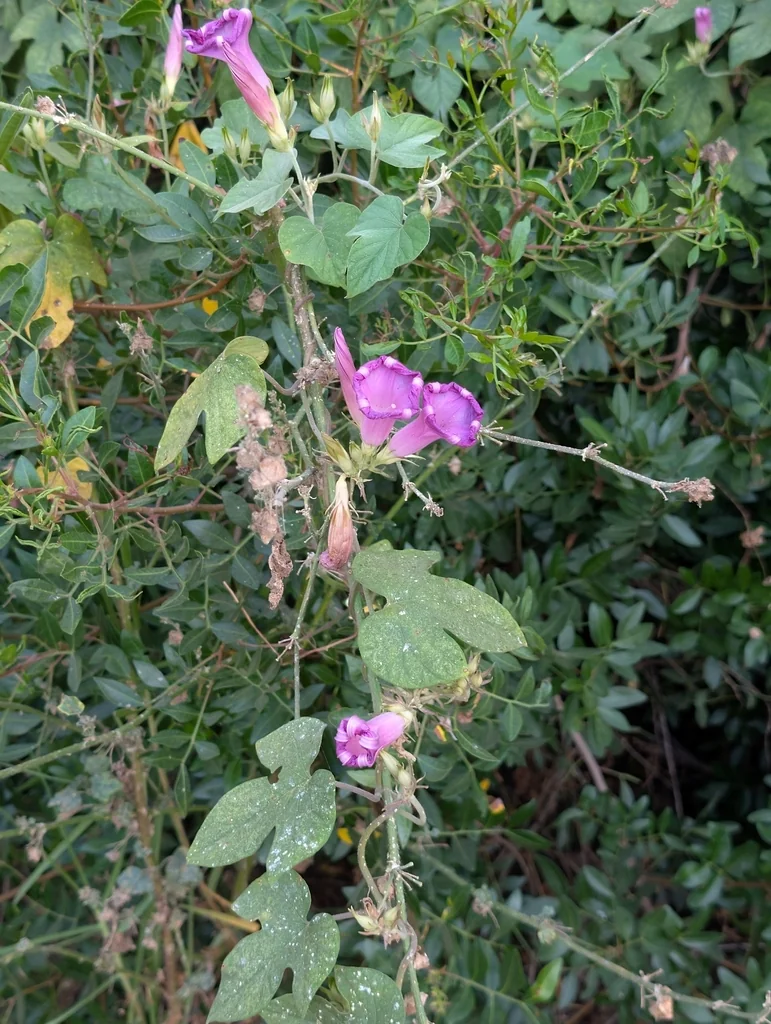 Ipomoea Indica