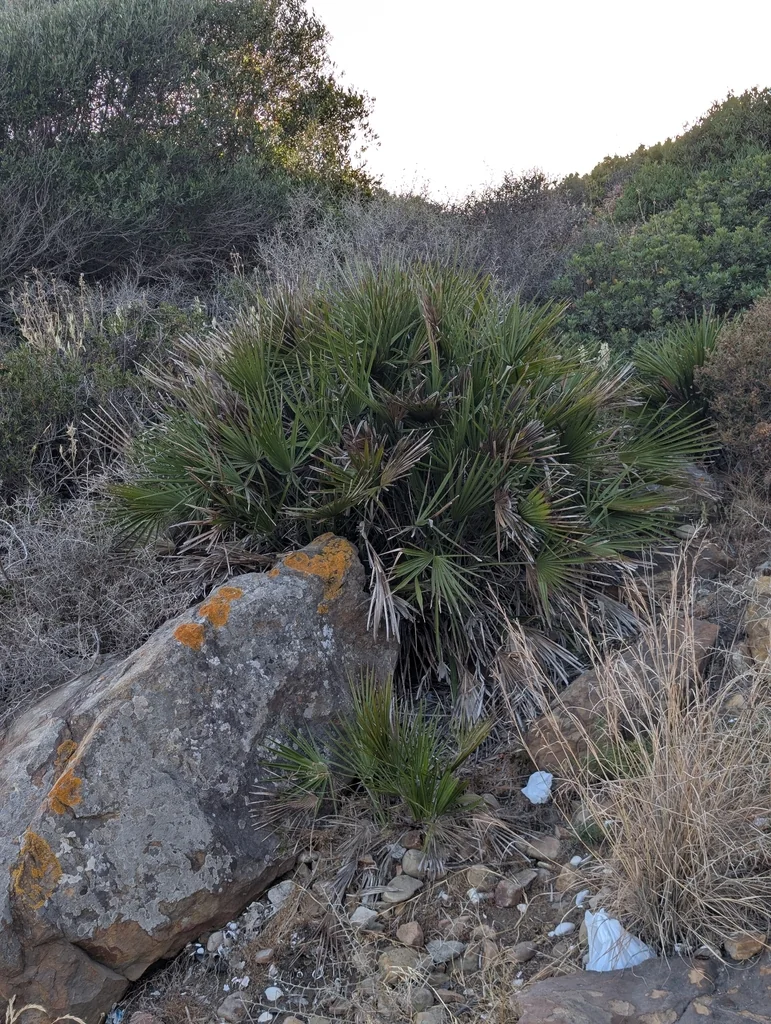 Chamaerops Humilis
