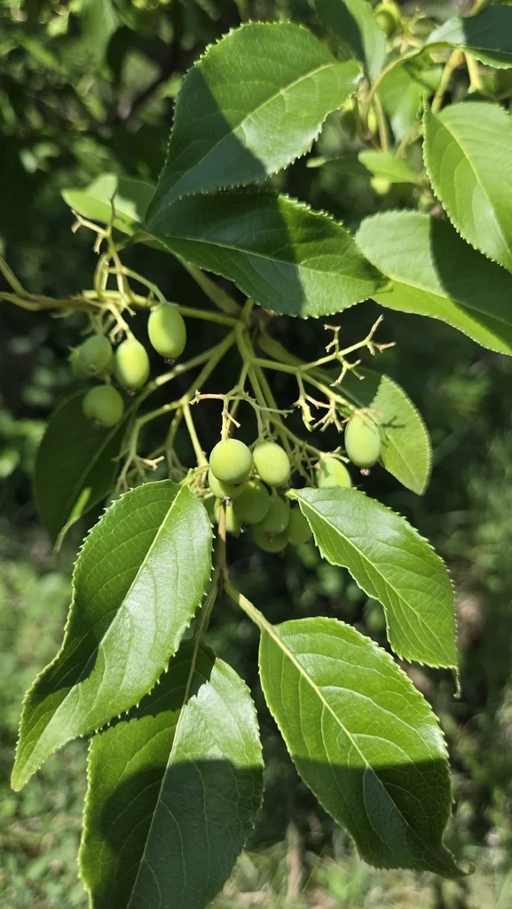 Viburnum Lentago