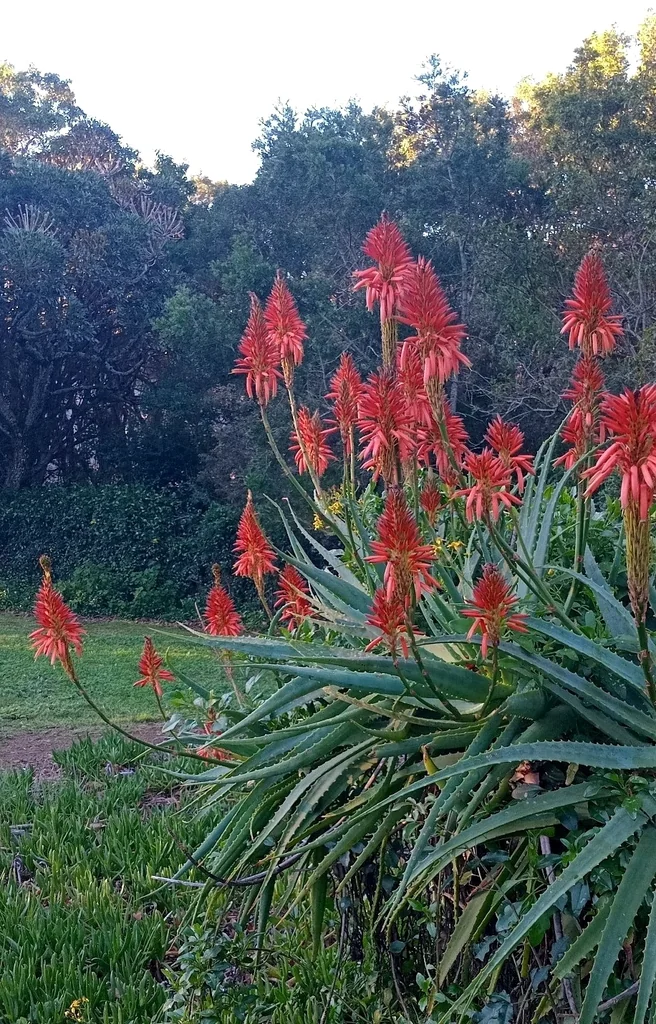 Aloe Arborescens