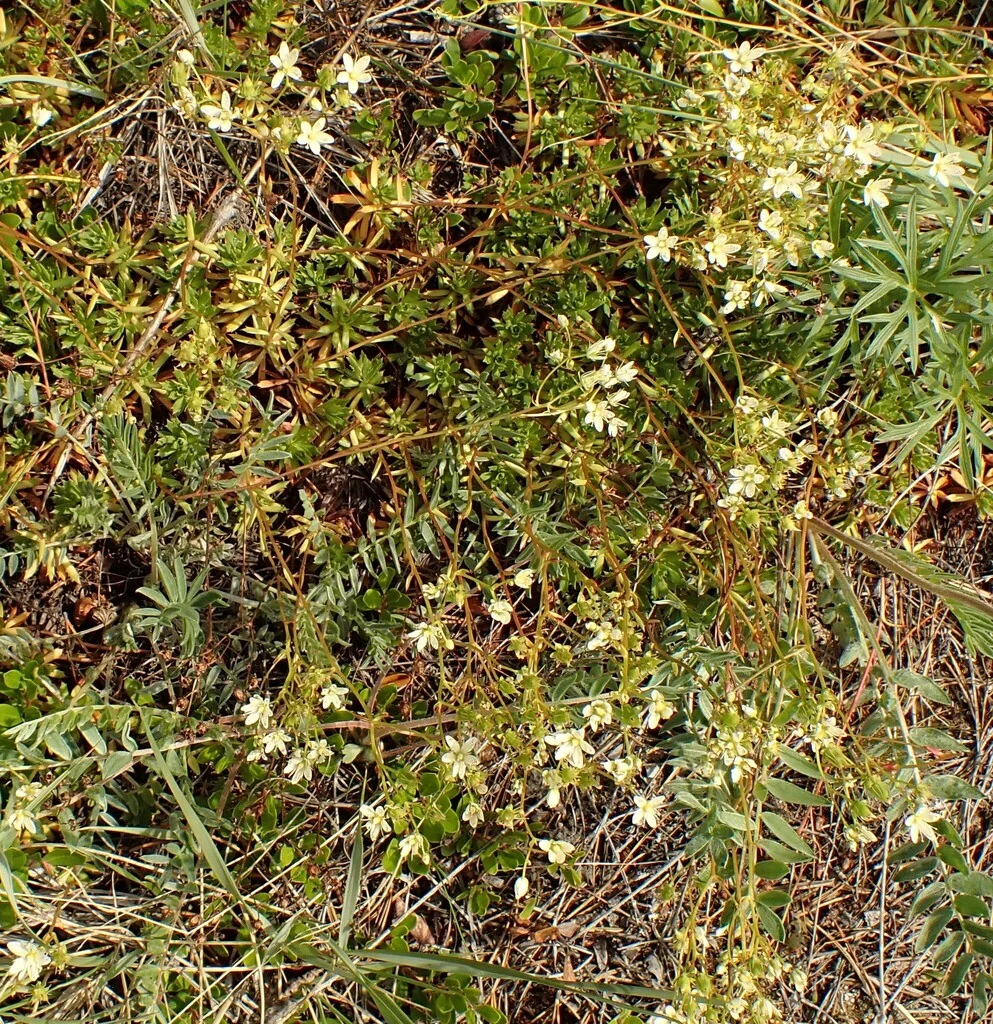Saxifraga Tricuspidata