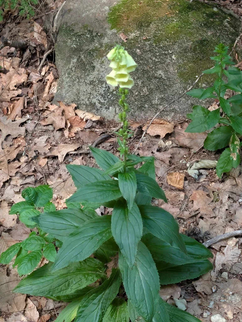 Digitalis Grandiflora