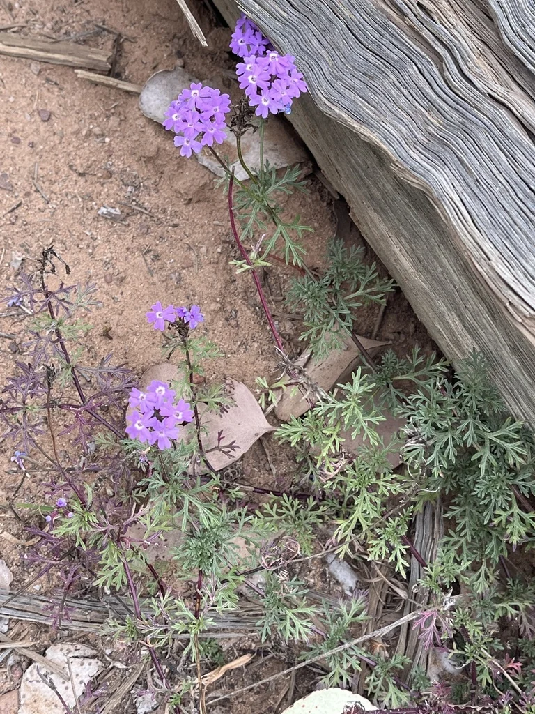 Verbena Tenuisecta