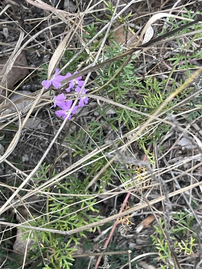 Verbena Tenuisecta