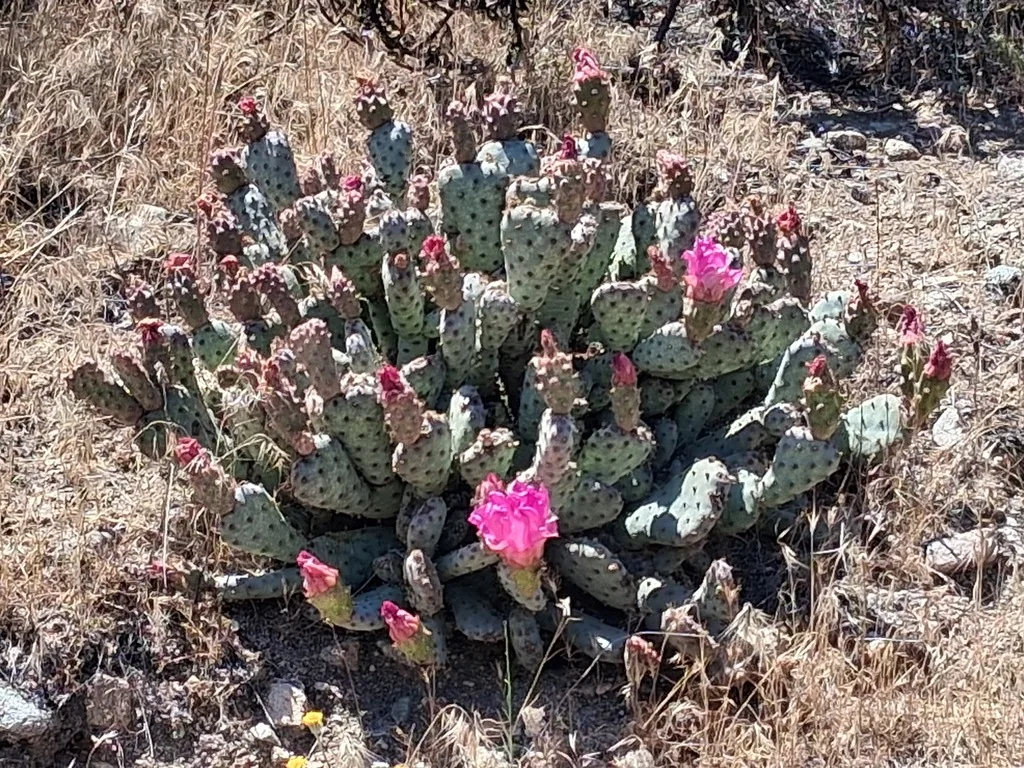 Opuntia Basilaris