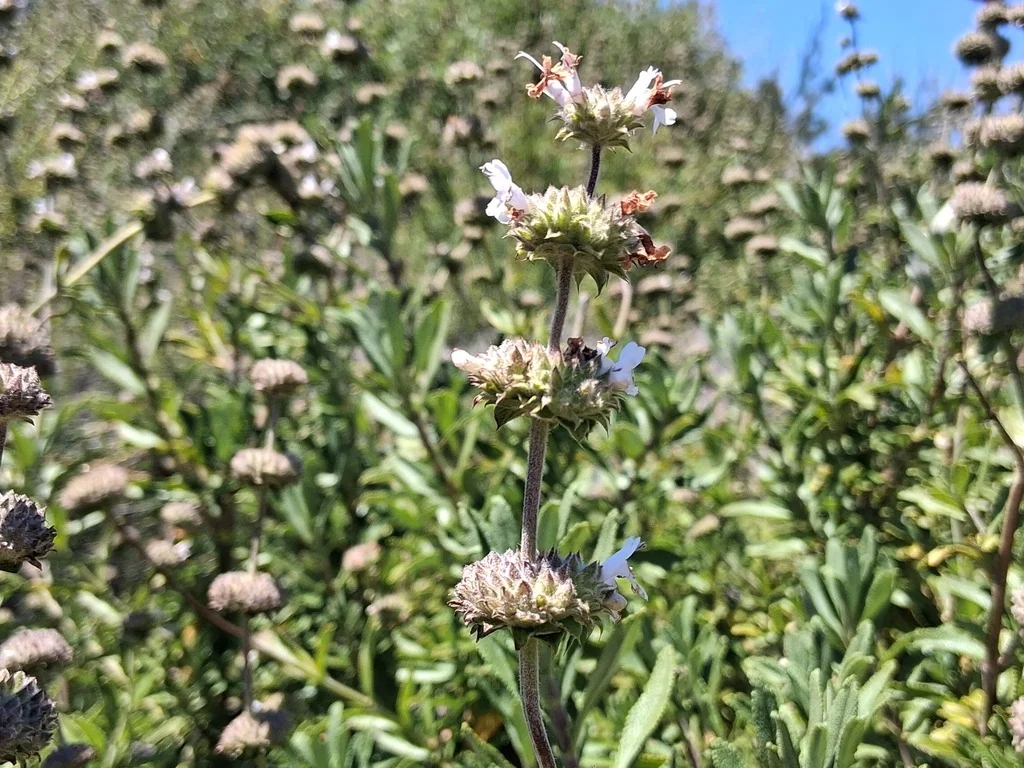 Salvia Mellifera