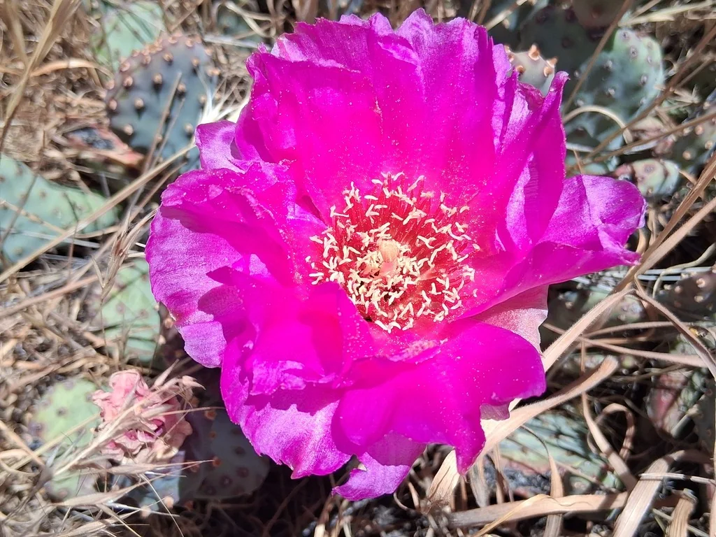 Opuntia Basilaris