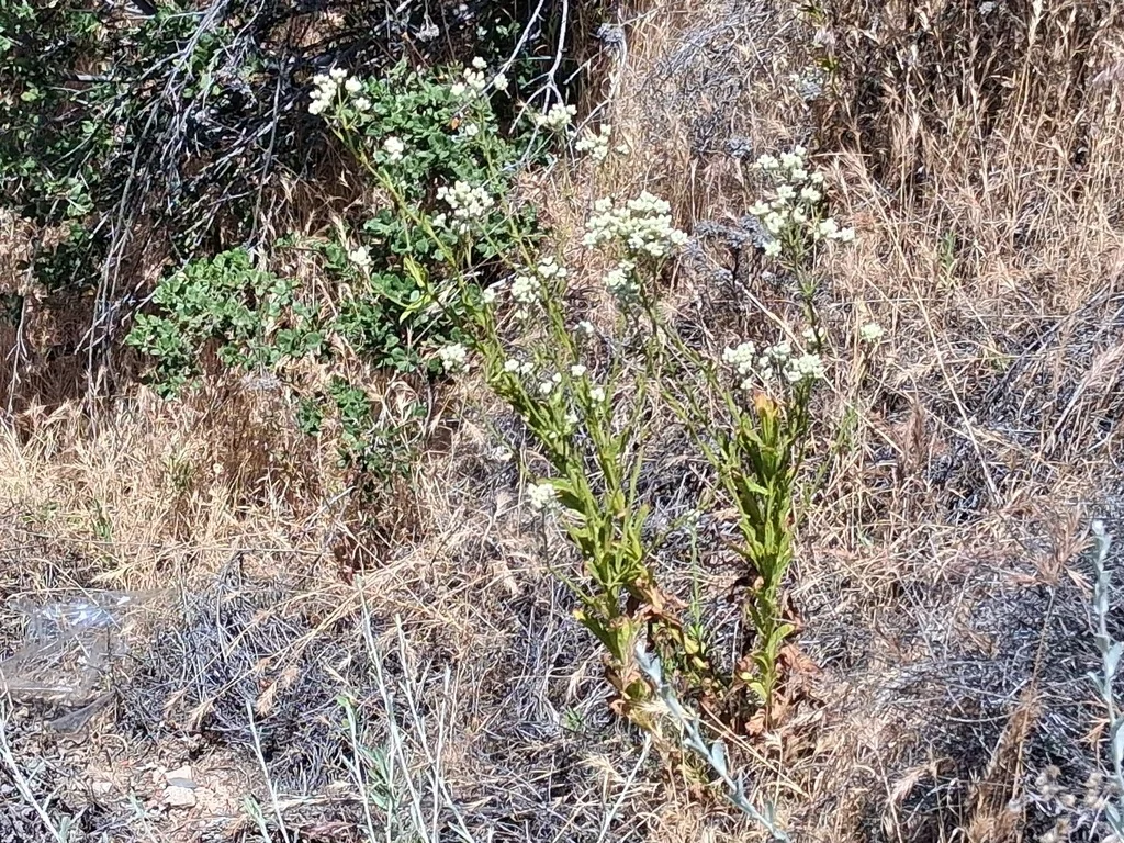Pseudognaphalium Californicum