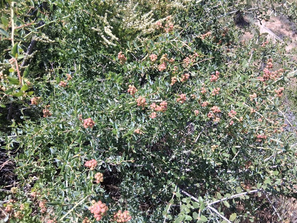 Ceanothus Leucodermis