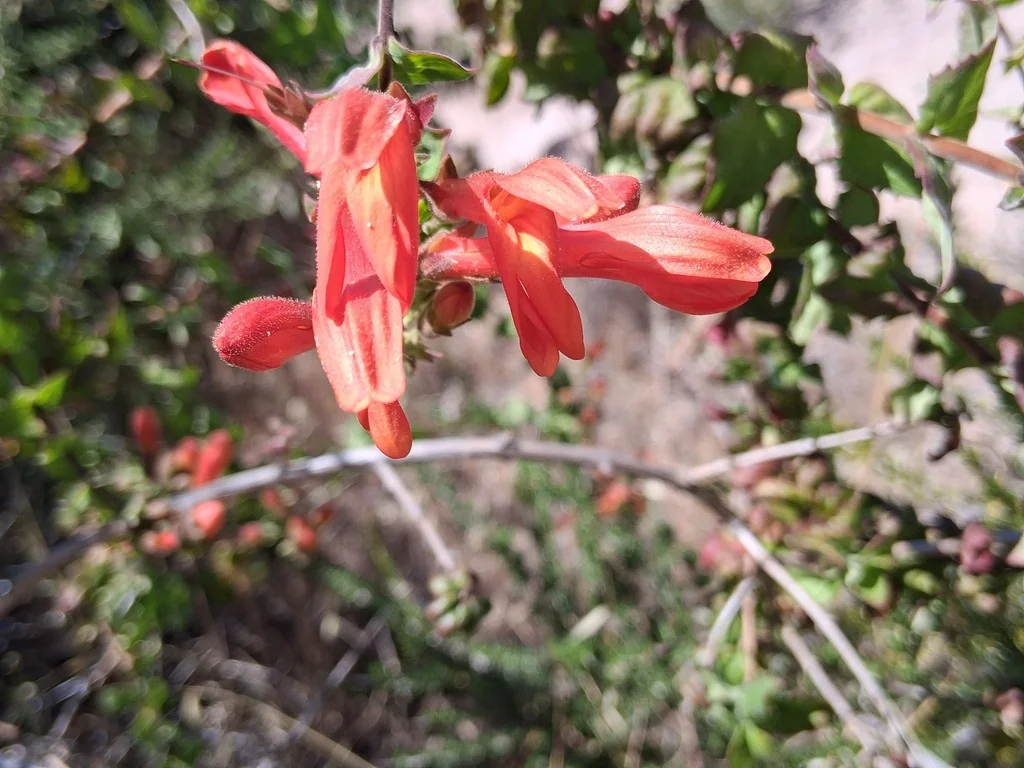 Keckiella Cordifolia