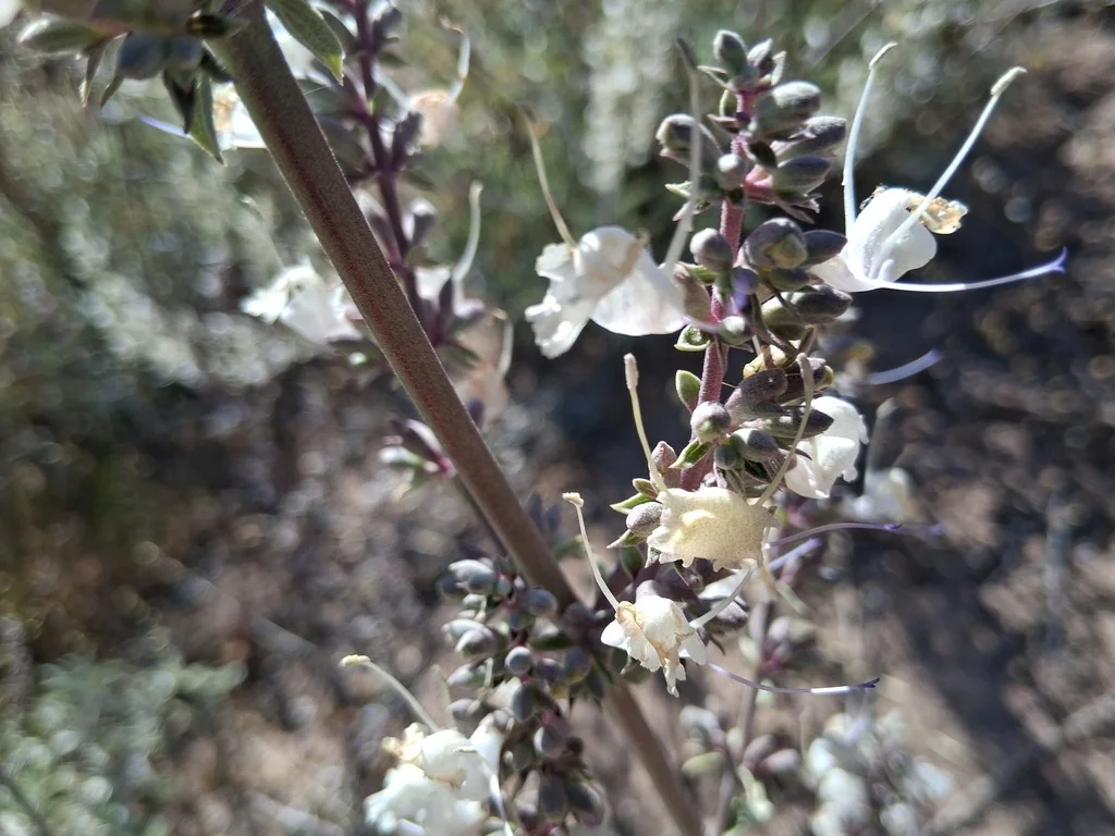 Salvia Apiana