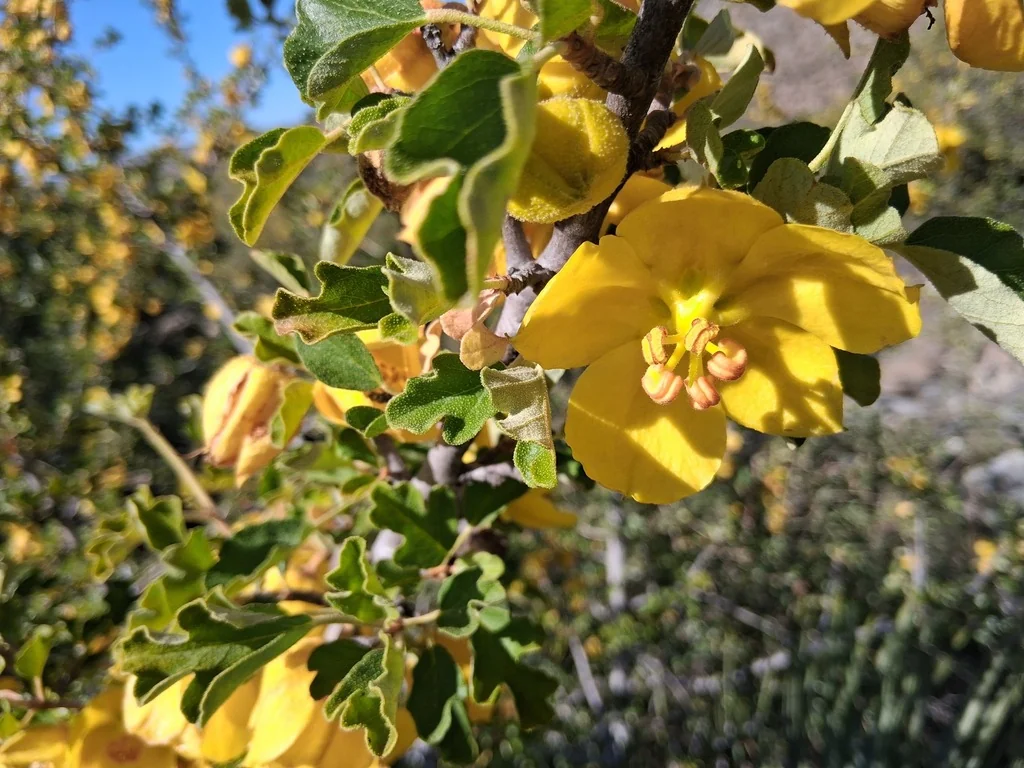 Fremontodendron Californicum