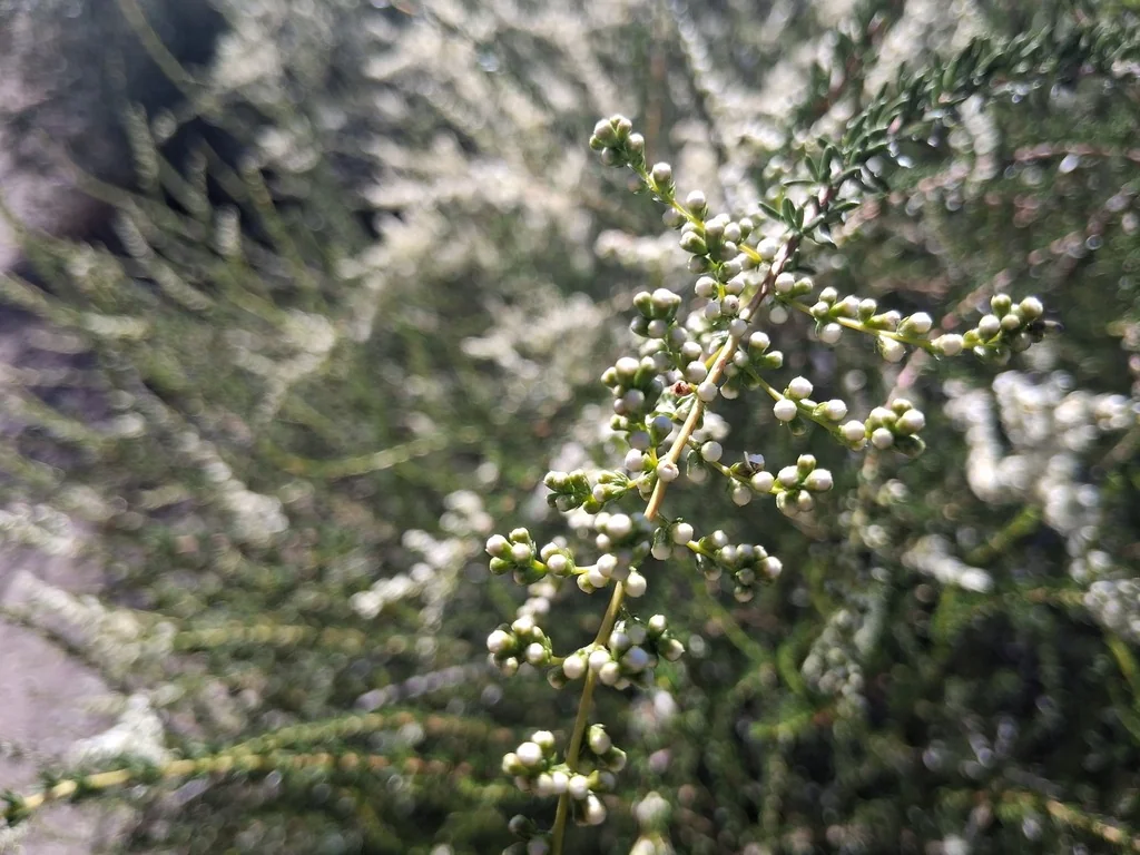 Adenostoma Fasciculatum