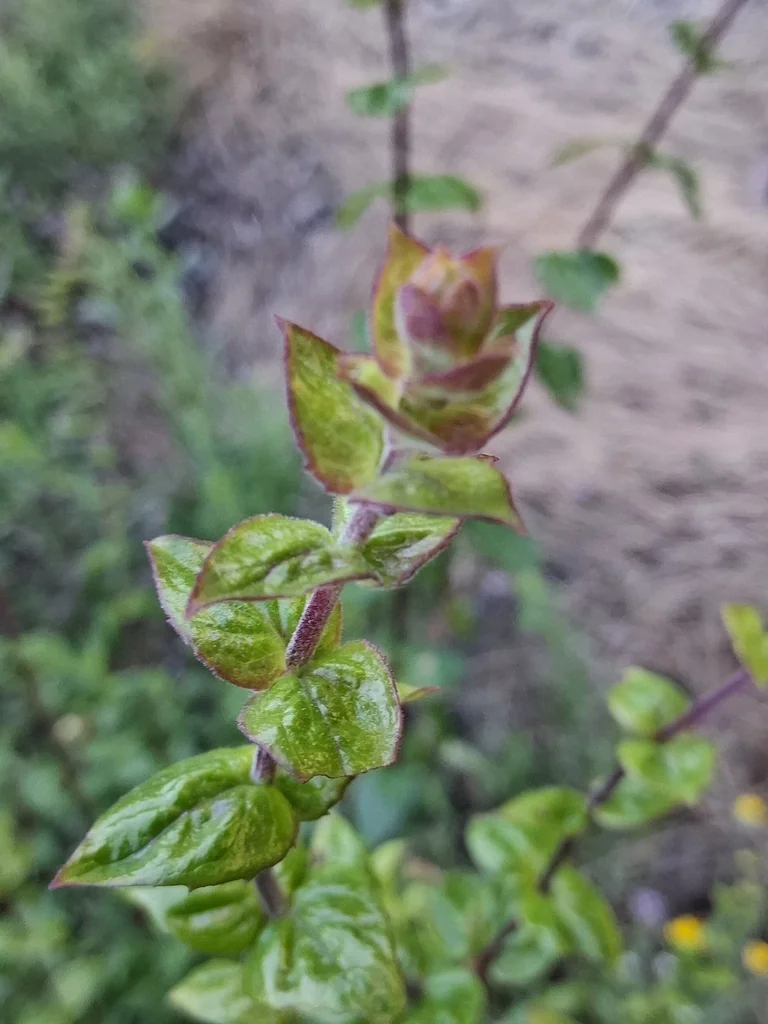 Keckiella Cordifolia