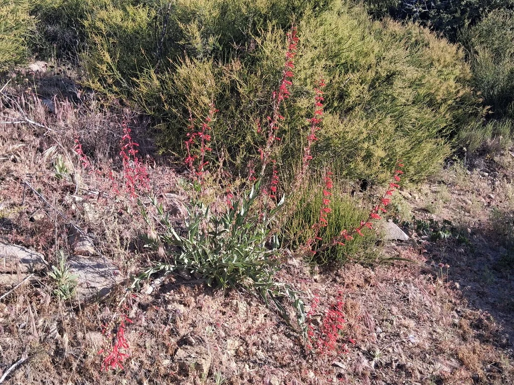 Penstemon Centranthifolius