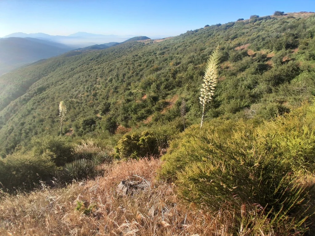 Yucca Whipplei