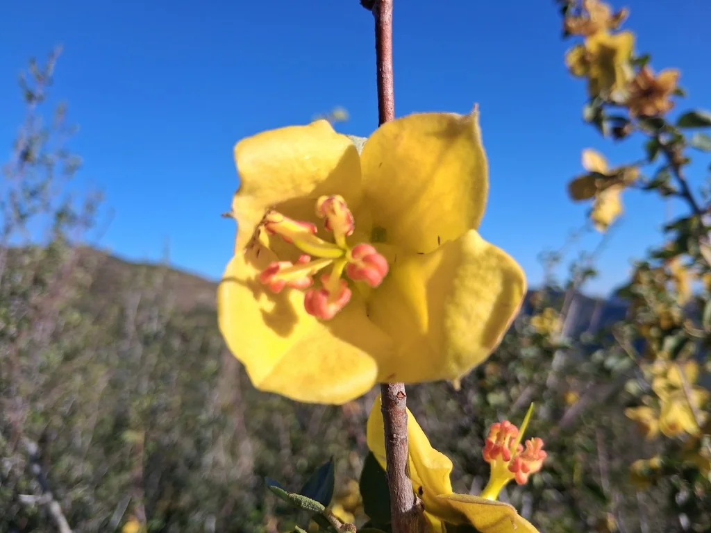 Fremontodendron Californicum